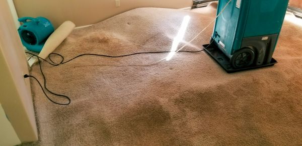 Cost of Carpet Water Extraction in Mesquite